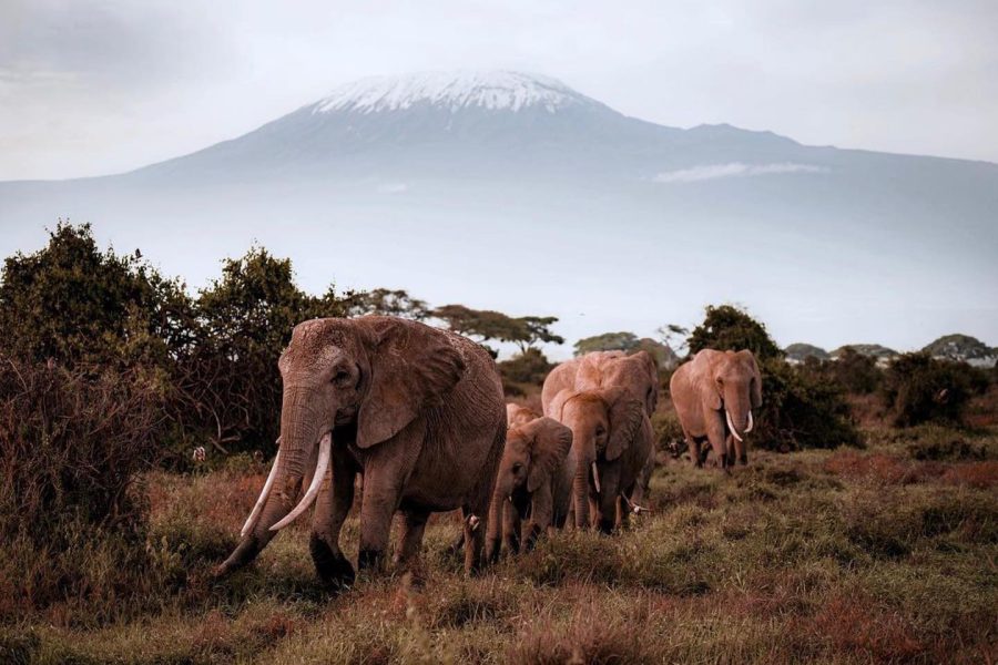 Arrow trekking and safaris