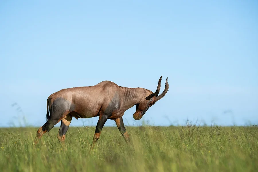 Arrow Trekking & Safaris (1)