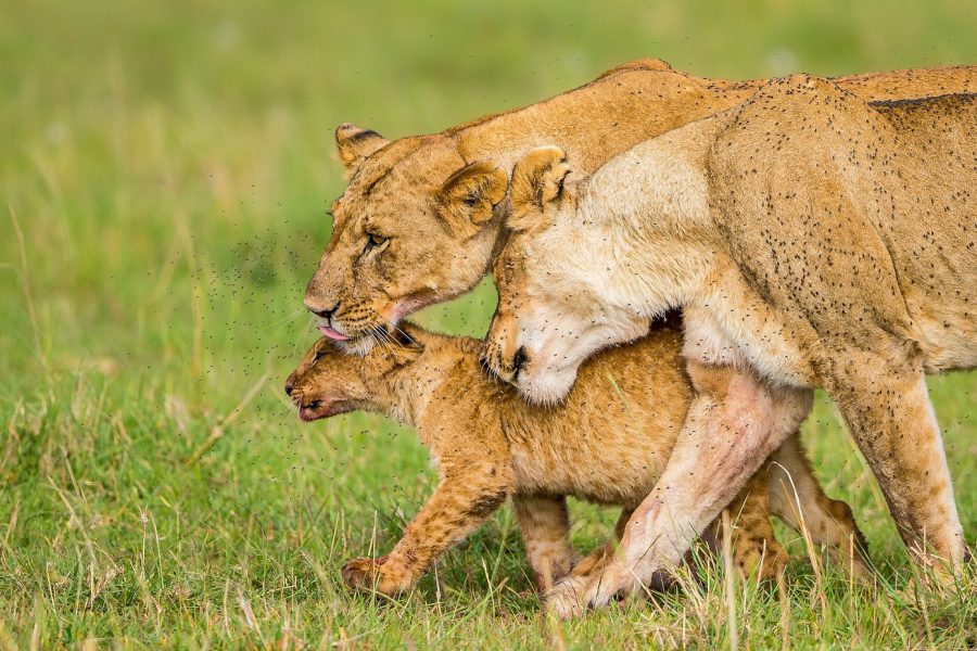 Arrow Trekking & Safaris (72)