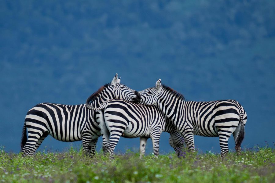 Arrow Trekking & Safaris (84)