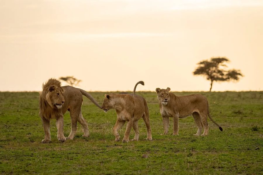 Lion familiy at serengeti national park
