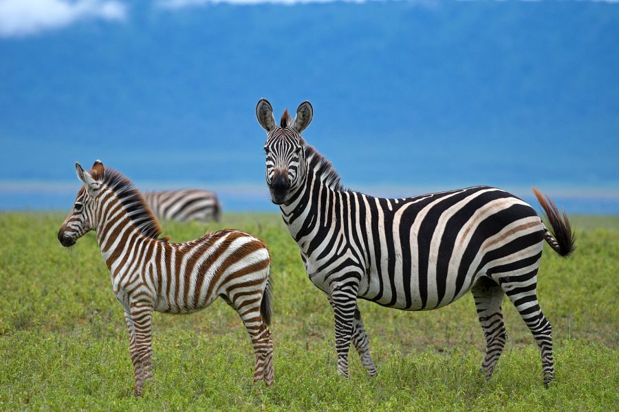 arriw trekking and safaris (7)