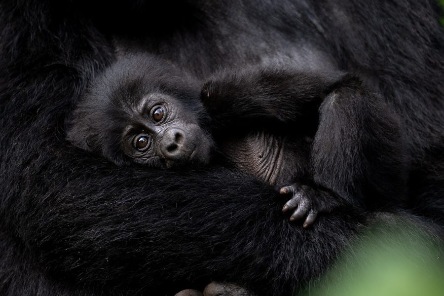 bwindi_gorilla_trekking_1740732728480