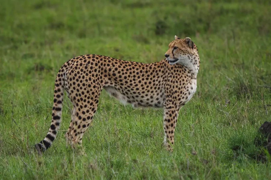 cheetah-masai-mara