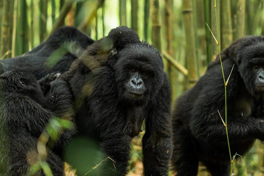 gorillatrekkinginrwanda_1741005486751