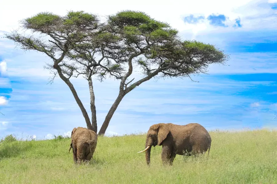 Arrow trekking and safaris