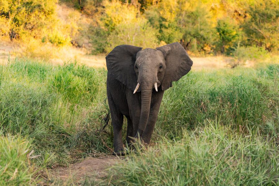 singita_1738925369280