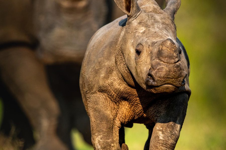 Arrow trekking and safaris