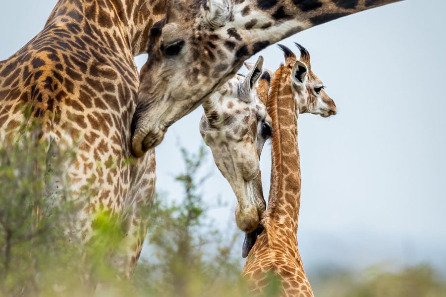 singita_1738925428493