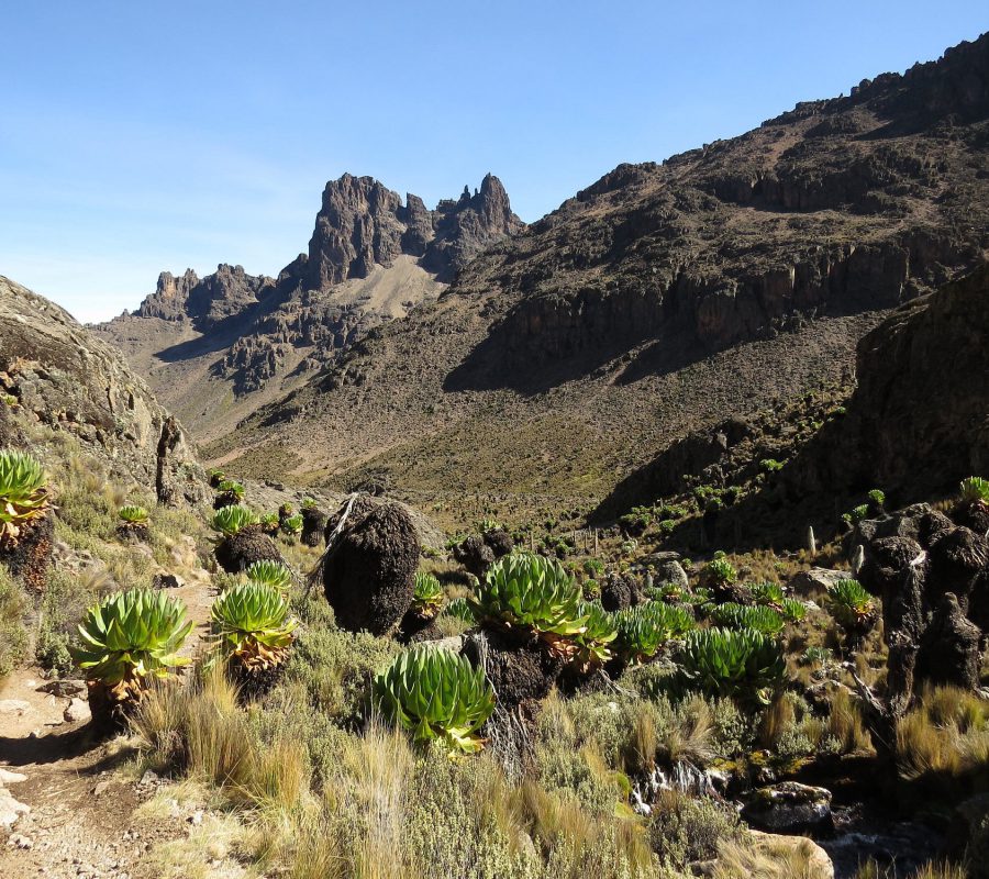 the-last-reberias-on